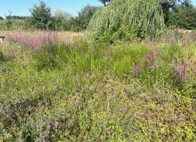 Teich- und Sumpflandschaft